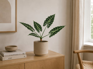 Plante Alocasia Broget | 70 cm