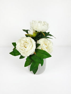 Pæon i potte | Hvid