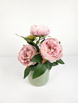 Pæon i potte | Rosa