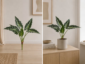 Plante Alocasia Broget | 80 cm