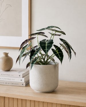Plante Alocasia Broget | 28 cm