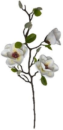 Magnoliagren | Hvid