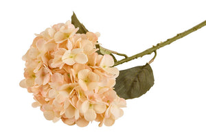 Hortensia | Cream