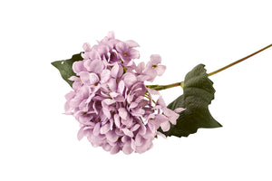 Hortensia | Violet
