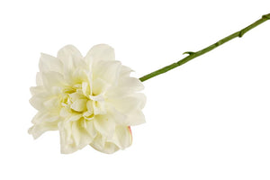 Dahlia | Hvid