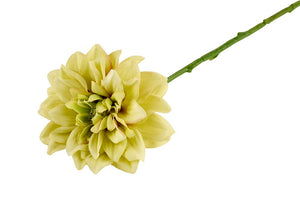 Dahlia | Grøn