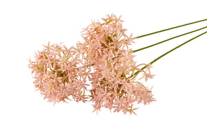Allium | Rosa