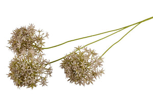 Allium | Grå