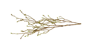 Dekorationsgren | Med knopper