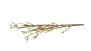 Dekorationsgren | Birk