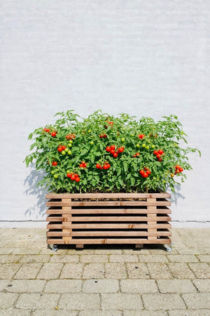 Kapilærkasseskjuler | Brunbejdset