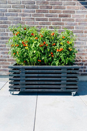 Kapilærkasseskjuler | Sortbejdset