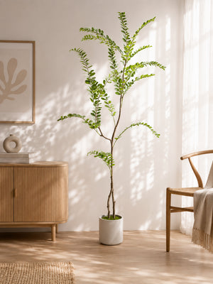 Pistacie Plante i Pot | 150 cm