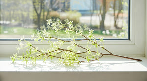 Dekorationsgren | Spring, Grøn/Cream