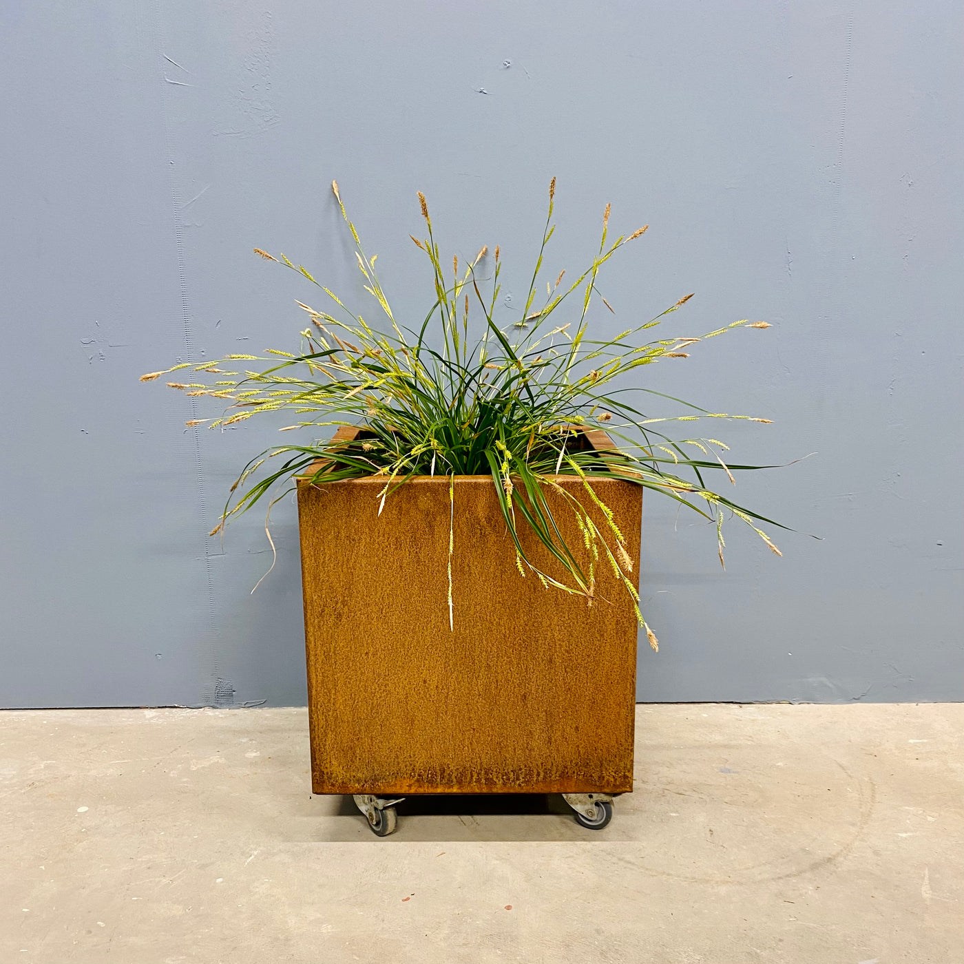 Kvadratisk plantekasse af cortenstål med plante 