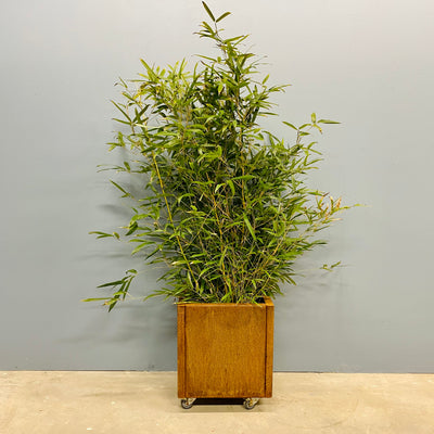 Kvadratisk plantekasse af cortenstål med plante 